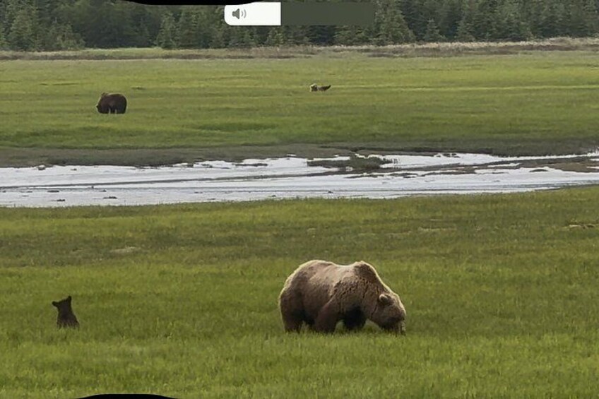 Bear Viewing at Lake Clark National Park from Homer, AK 4