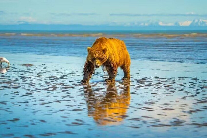 Bear Viewing at Lake Clark National Park from Homer, AK 1