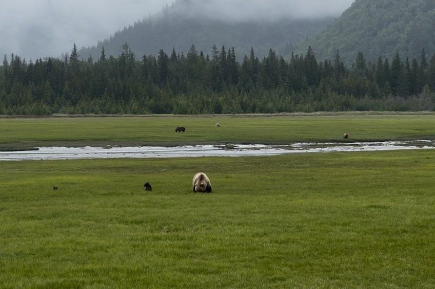 Bear Viewing at Lake Clark National Park from Homer, AK 2