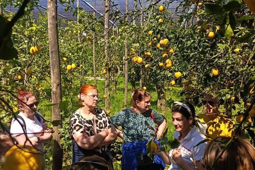Un groupe de personnes se trouve dans un verger planté de citronniers. 2