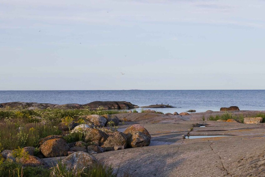 Picture 7 for Activity Turku, Kasnäs: Private Seal and Seabird Safari with Picnic 4