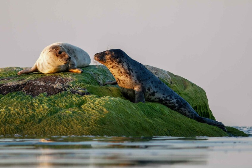 Picture 11 for Activity Turku, Kasnäs: Private Seal and Seabird Safari with Picnic 5