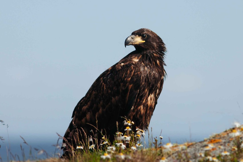 Turku, Kasnäs: Private Seal and Seabird Safari with Picnic 1