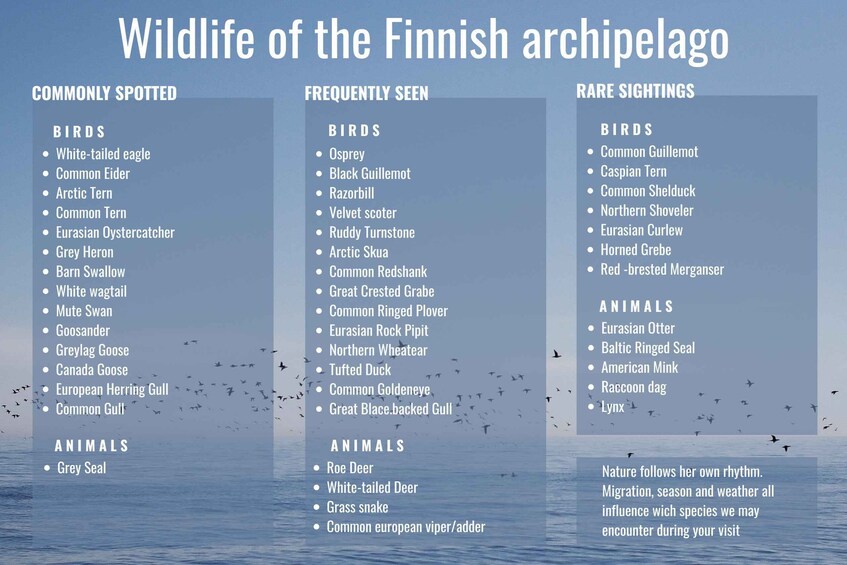 Picture 15 for Activity Turku, Kasnäs: Private Seal and Seabird Safari with Picnic 2