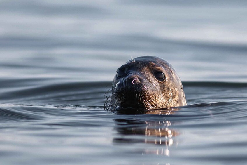 Picture 1 for Activity Turku, Kasnäs: Private Seal and Seabird Safari with Picnic 3