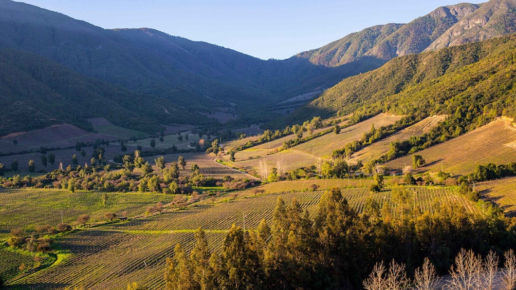 A vineyard in a valley with terraced fields and mountains in the background. 1