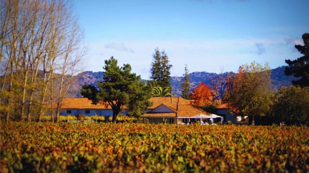 Picture 11 for Activity Colchagua Valley: Private Ventisquero and Viu Manent Wine Route Tour 4