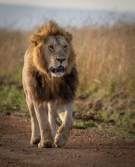 A lion walking on a dirt path with dry grass and a blurred background. 1