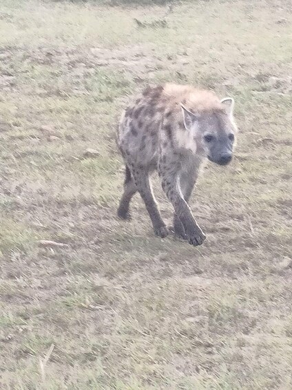 A hyena walking in a grassy field. 3