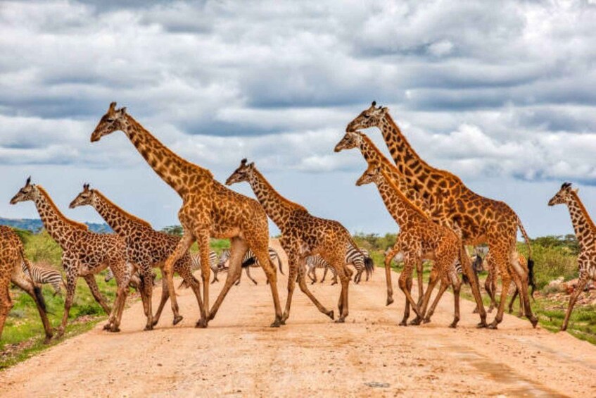 A group of giraffes and zebras crossing a dirt road in a savannah landscape. 2