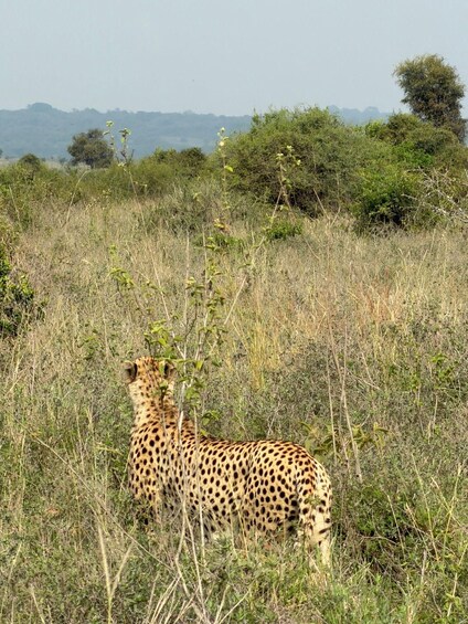 A giraffe standing in a grassy field with trees and hills in the background. 5