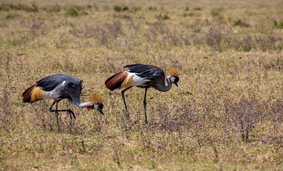 Two birds with distinctive crests foraging in a grassy field. 4