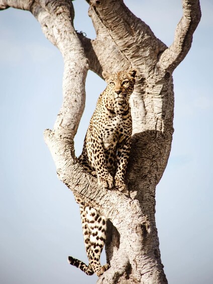 A leopard perched on a tree branch. 1
