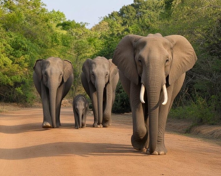 A group of elephants walking on a dirt road. 5