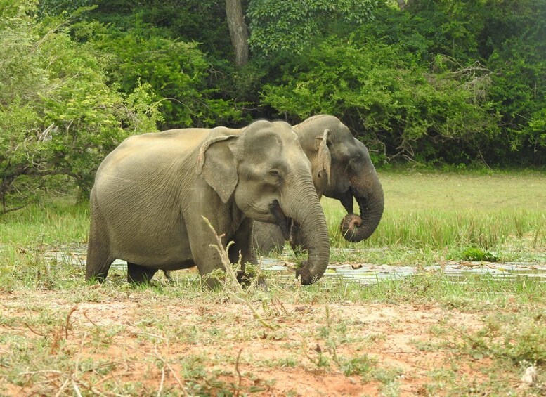 Two elephants in a grassy field with trees in the background. 4