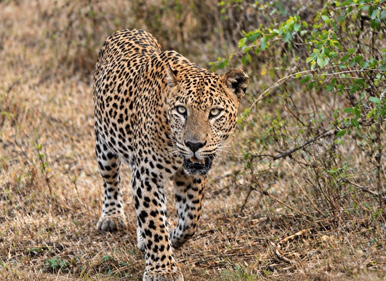 A leopard walking through a dry grassland with sparse vegetation. 4
