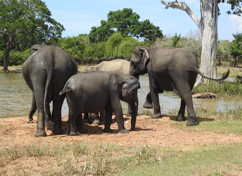 A group of elephants near a water body with trees in the background. 3