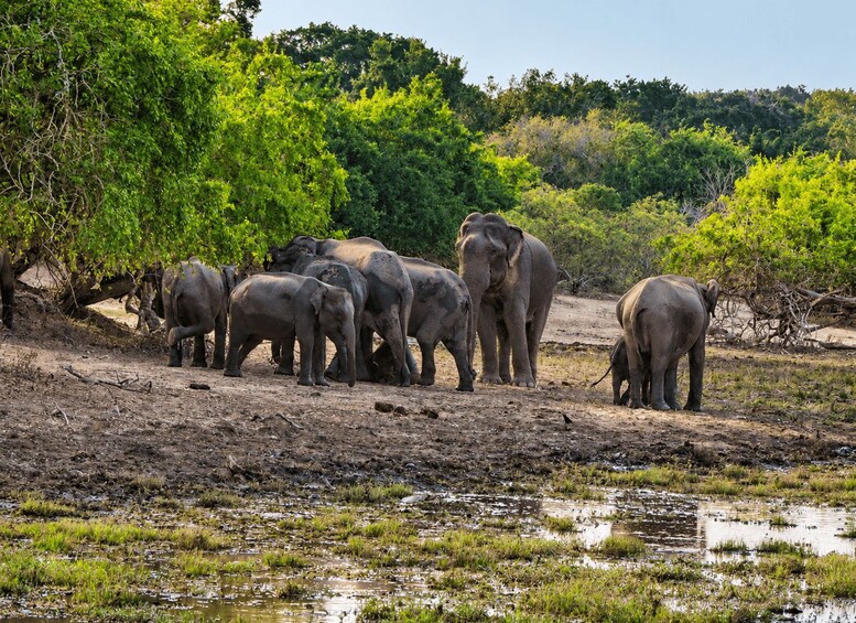 A herd of elephants in a natural habitat with trees and a muddy ground. 2