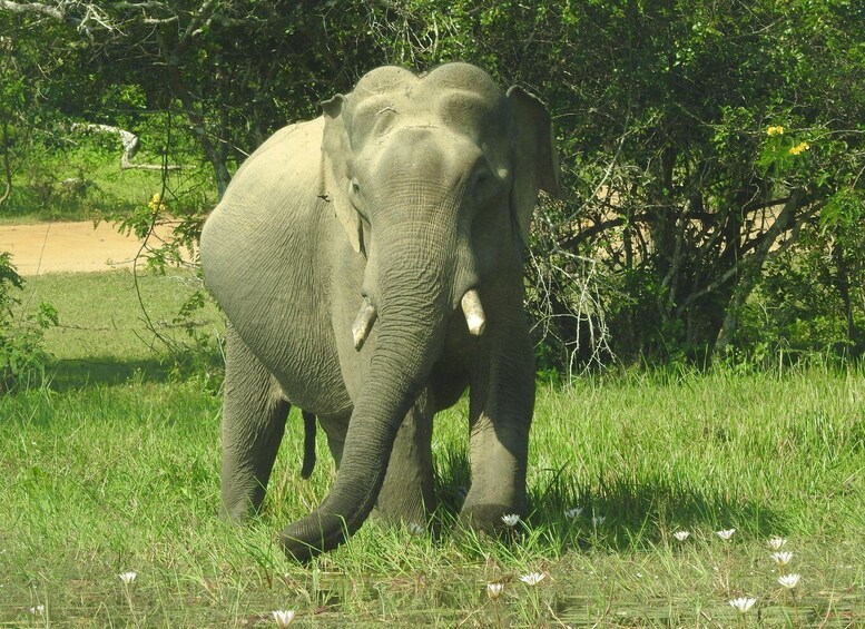 An elephant in a grassy field with trees in the background. 5