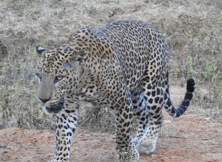 A leopard walking on a dirt path with sparse vegetation in the background. 2