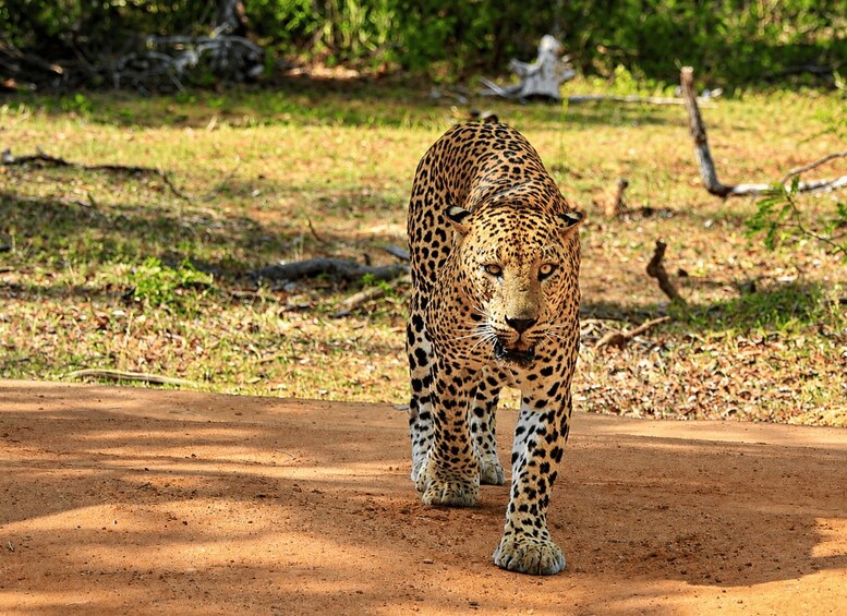 A leopard walking on a dirt path in a natural setting with trees and foliage in the background. 1
