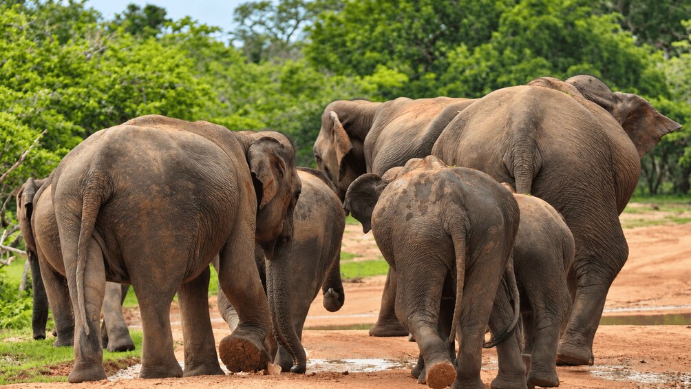 A group of elephants walking on a dirt path in a natural setting. 3