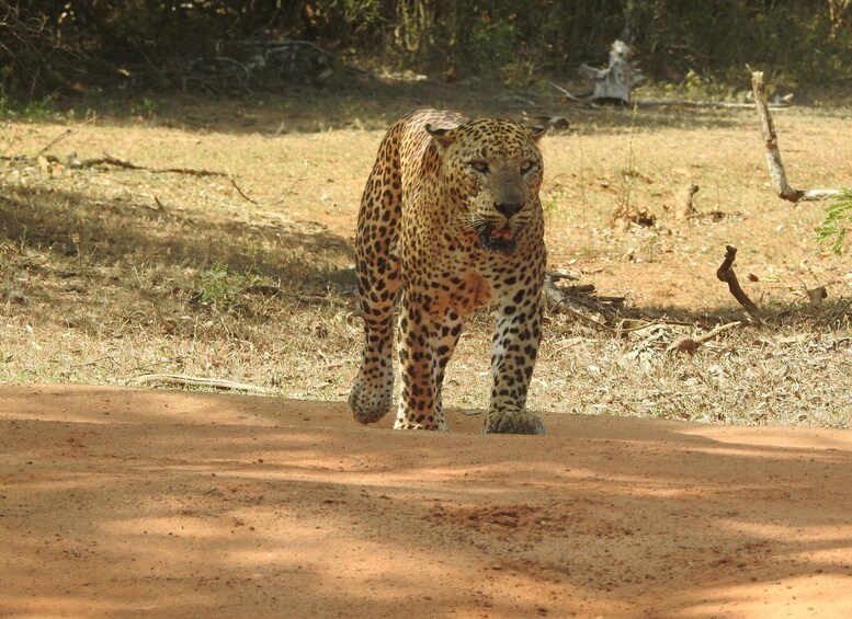 A leopard walking on a dirt path in a dry grassland with sparse trees in the background. 1