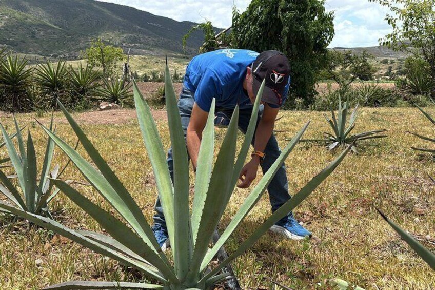 Authentic Mezcal Experience Oaxaca Small Group Local Producers 4