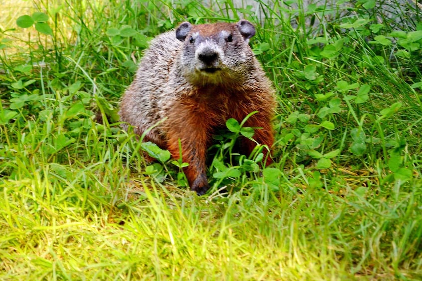 A groundhog in a grassy area with clover and green foliage. 3