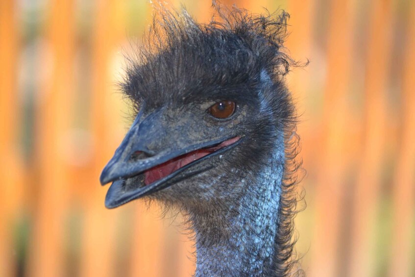 A close-up of an ostrich's head with a blurred orange background. 5