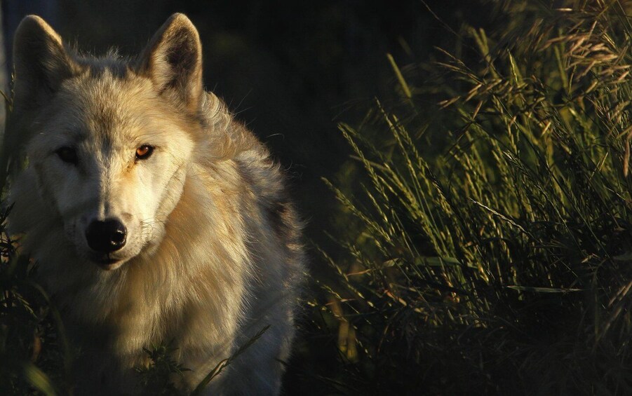 A wolf in a natural setting with tall grass. 4
