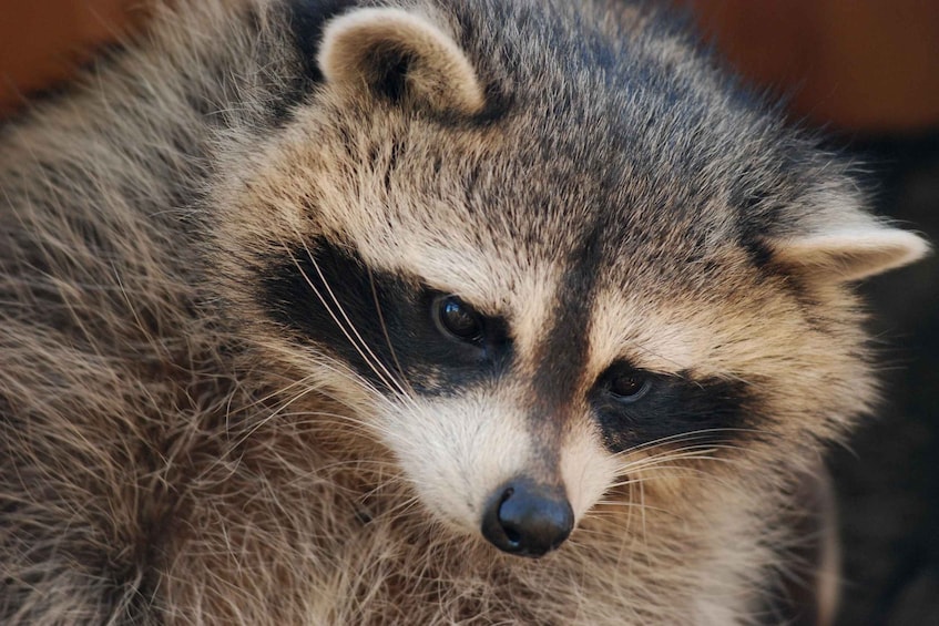 A raccoon with a dense fur coat and a pointed snout. 5