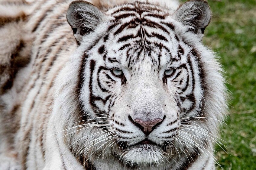 A white tiger with distinctive black stripes, set against a grassy background. 1