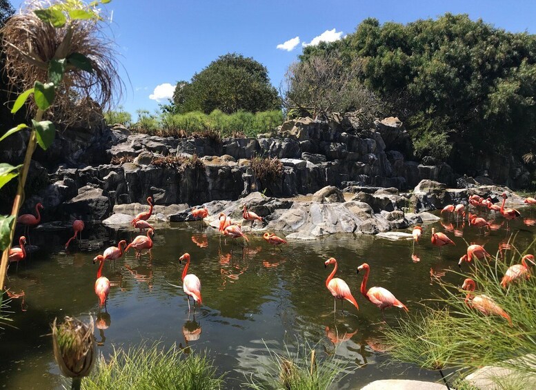 A pond with pink flamingos, surrounded by rocks and greenery. 4