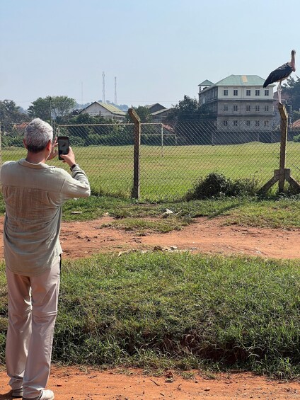 A person taking a photo of a stork perched on a wooden structure in a fenced field with houses in the background. 5