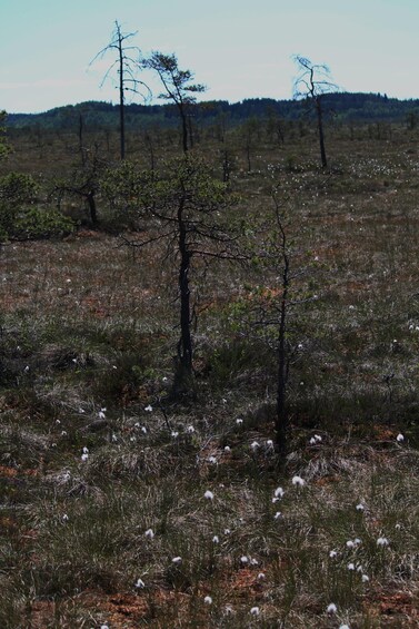 Picture 1 for Activity Tammela : National Park Hike with Campfire Meal 3