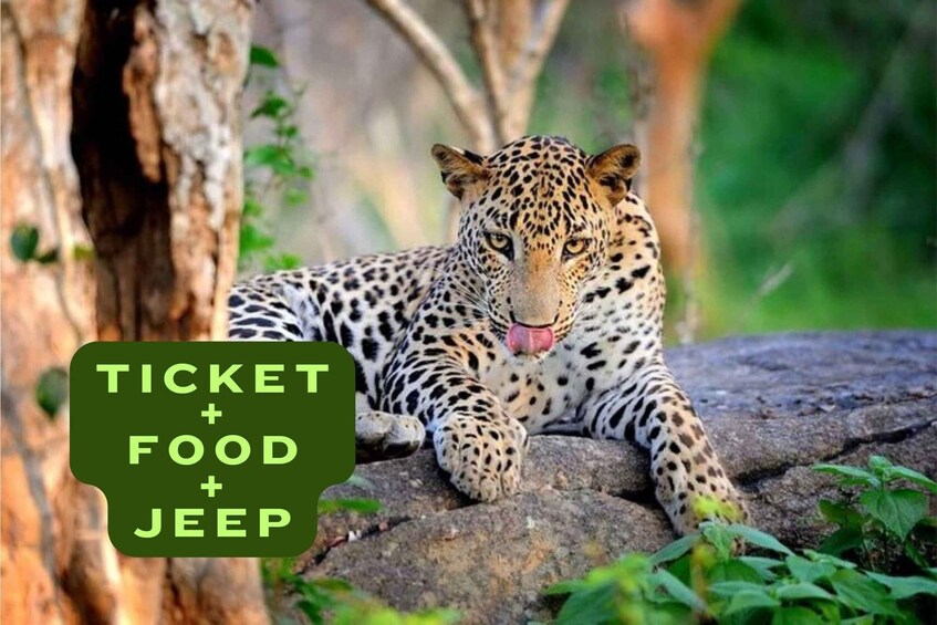 A leopard lying on rocks in a natural setting. 3