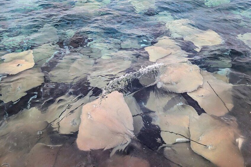 A river with clear water, rocks, and a visible fish. 2
