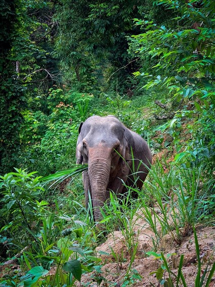Picture 47 for Activity Chiang Mai: 2-Day Trekking, Elephant Care & Rafting 5