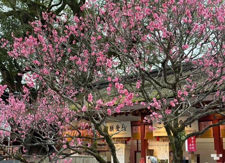 A cherry blossom tree with pink flowers in front of a building with Japanese signage. 2