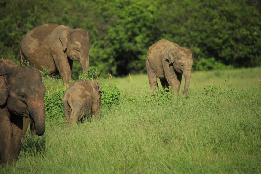 Picture 2 for Activity From Sigiriya: Minneriya National Park Private Jeep Safari 3