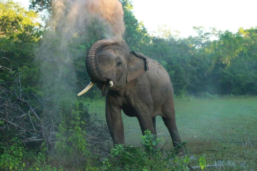 Picture 1 for Activity From Sigiriya: Minneriya National Park Private Jeep Safari 1