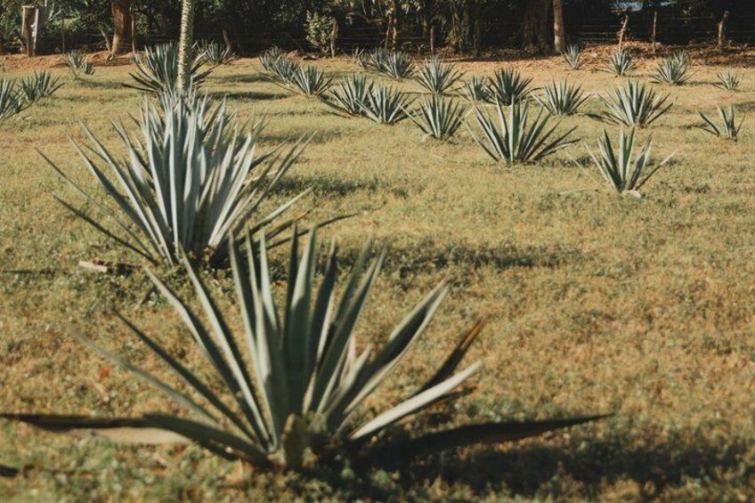 A garden with agave plants. 2