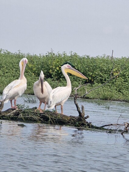 Picture 6 for Activity SUPER TOUR: Day Trip to Danube Delta 5