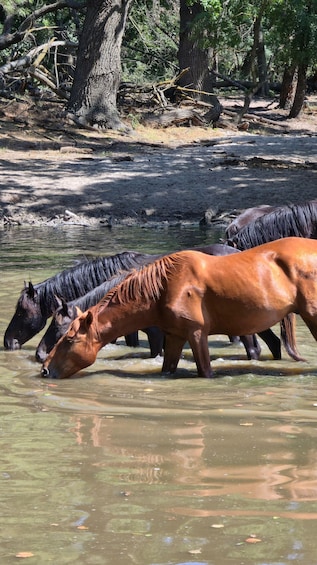 Picture 8 for Activity SUPER TOUR: Day Trip to Danube Delta 4