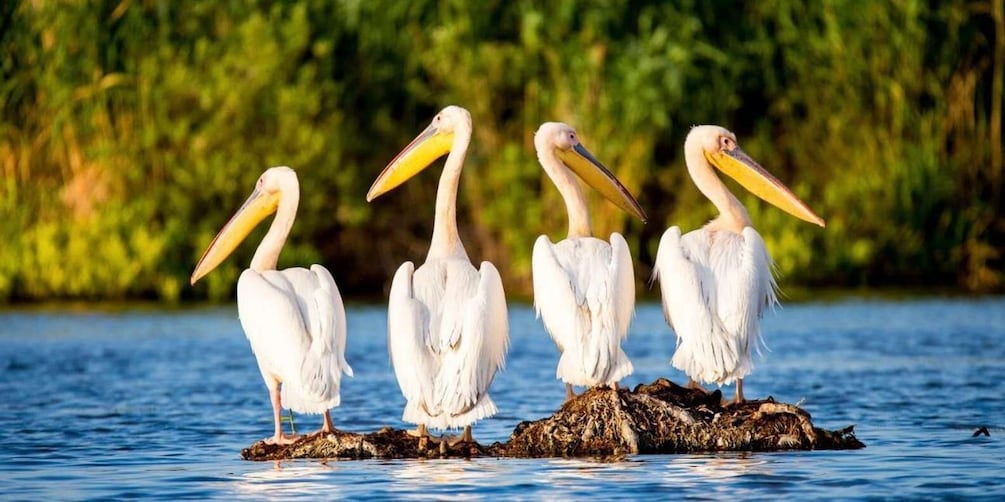Four white pelicans standing on a small island in a body of water. 5