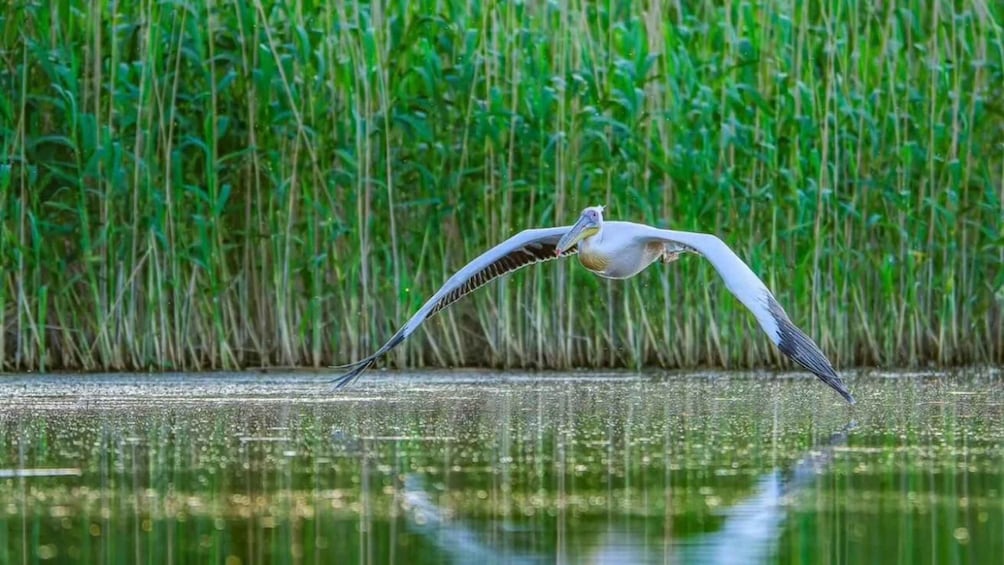 A bird in flight over a body of water with tall grass in the background. 4