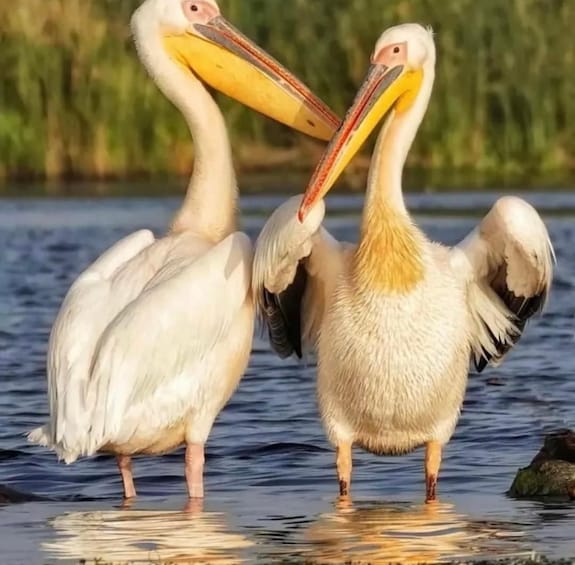 Two pelicans standing in shallow water with their beaks open. 1