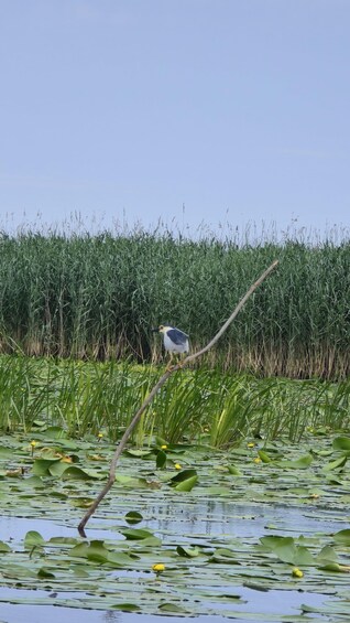 Picture 7 for Activity SUPER TOUR: Day Trip to Danube Delta 2