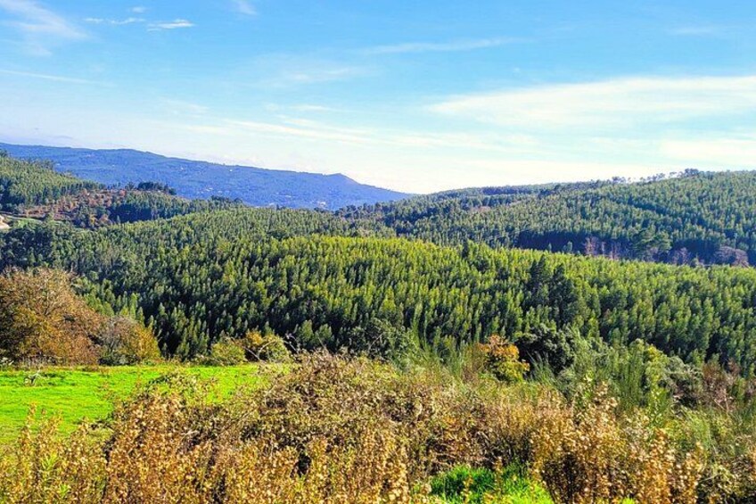Half Day Mountain Jeep Safari with Firewater Tasting 5